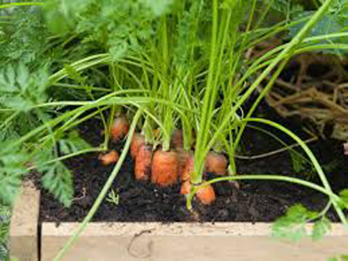 hạt giống cà rốt
